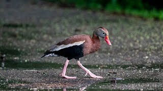 Rare blackbellied whistling duck spotted at Gallup Park in Ann Arbor [upl. by Fakieh]