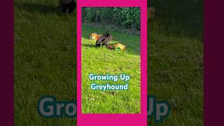 Racing Greyhounds grow up running playing and exploring with their siblings or pups their own age [upl. by Aire]