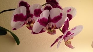 Rebloom Your Orchids [upl. by Mckenzie103]