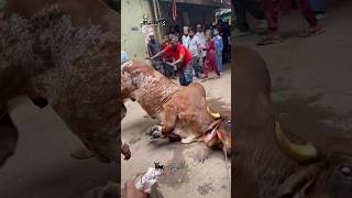 Massive Indo Brazil Bull Grounding  2024 Qurbani Gorur Haat  shorts pets animals cow goru [upl. by Nikolos]