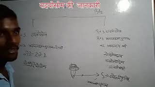 राइबोसोम की जानकारी जीव विज्ञान biology Ribosome [upl. by Dunham]