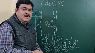 Caecum part 12 by Dr A K Singh [upl. by Adele]