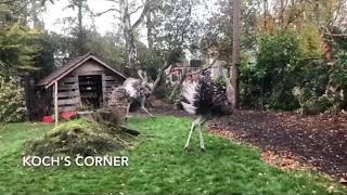 Dancing ostriches ❤️ [upl. by Tabby]