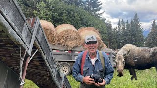 Moose Proofing Alaskan Hay Barn  For Winters Hay [upl. by Eita]