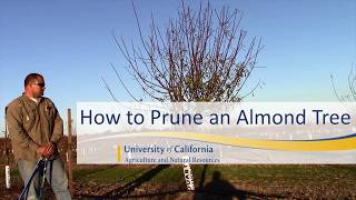 How to Prune an Almond Tree [upl. by Rafaelof]