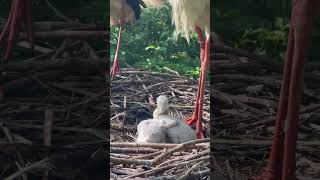 Their first little beak clacks 🥹 Wildwood Stork chicks update 🫶 wildlife wildwood [upl. by Nnaesor]