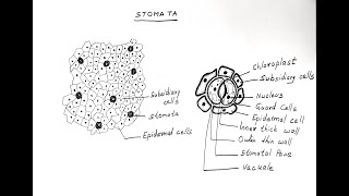 STOMATA DIAGRAM FOR CLASS 11 BIOLOGY [upl. by Lockhart]