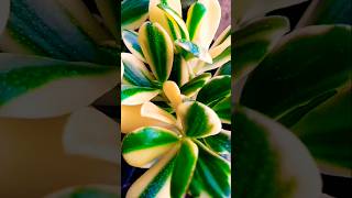 crassula plants shorts plants viralvideo [upl. by Arivle]