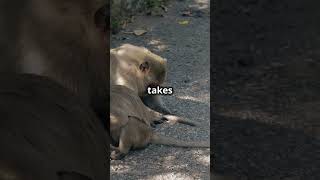 Monkey Mayhem Macaque Invades Thai Hospital [upl. by Cohberg750]