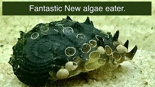 A seriously weird new algae eating nerite snail from Indonesia [upl. by Collar]