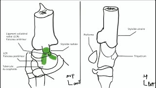 Arthrologie du membre supérieur anatomie du poignet [upl. by Modeerf]