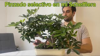 Bonsai de schefflera arborícola pinzado selectivo para equilibrar el vigor [upl. by Hilar]