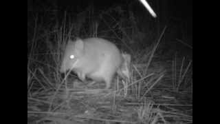 Longnosed Potoroo Nadgee Nature Reserve [upl. by Syl458]