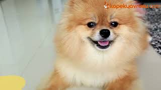 Pomeranian Köpek Fiyat 2022 [upl. by Anitsim]