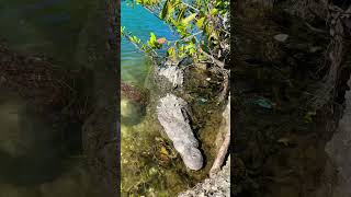 Giant Crocodile in Black Point Marina Fred Spearfishing youtubeshorts shorts [upl. by Vachel]