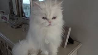 Persian cat talking cat talk with me [upl. by Okoy]