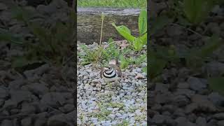 killdeer June 12th 2024 what happens when you runwalk up to a killdeer nest killdeer birdslover [upl. by Amsab826]