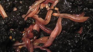 310 Vermicomposting of Biowaste [upl. by Ayrolg521]