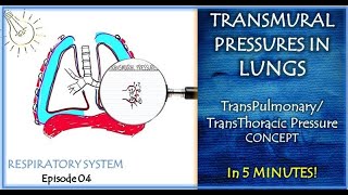 TRANSMURAL PRESSURES IN LUNG TransPulmonary TransThoracic Respiratory System Episode 04 [upl. by Ynetruoc]