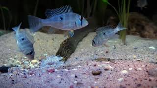 Geophagus argyrostictus and Gymnothorax polyuranodon feeding [upl. by Wakerly]