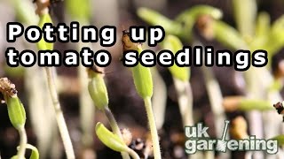 Potting up seedlings  Tomato Gardeners delight [upl. by Debera]