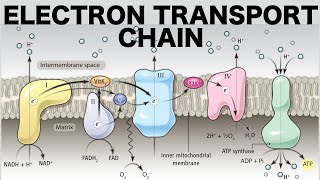 Electron Transport Chain Oxidative Phosphorylation [upl. by Nazario]