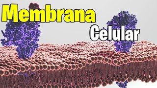 MEMBRANA Plasmatica Estructura y funciones  Endocitosis y Exocitosis [upl. by Licna]