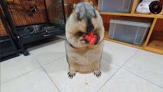 I loved the sound of marmots chewing tomatoes [upl. by Armahs]