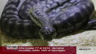 Reptilis  un élevage de reptiles rare en France [upl. by Oruntha237]