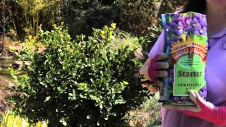 How to Grow Wintergreen Boxwoods  Grow Guru [upl. by Lytsirk]