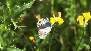 Modrásek podobný obecný  Plebejus argyrognomonidas [upl. by Bramwell]