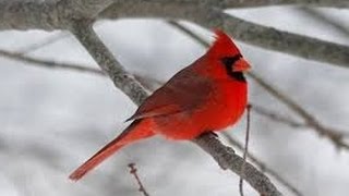 OFFICIAL VIDEO NORTHERN CARDINAL UNIQUE BIRD CALL SINGING [upl. by Otilopih]