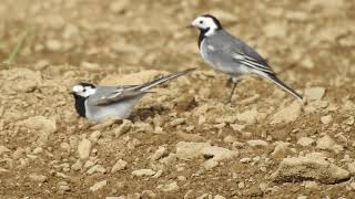 Bachstelzen am Balzen Wagtails on courtship [upl. by Timotheus]