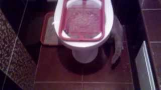 Приучаю кошку к унитазу своим методом  Accustom the cat to the toilet by his method [upl. by Xanthus118]