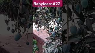 Mangoes for kids shorts hindi rhymes babylearnA2Z [upl. by Ardyce]