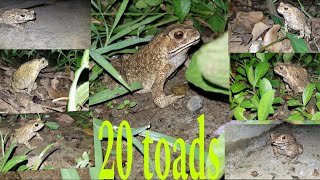 A place with 20 toads [upl. by Eecak]