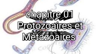 L3 parasitologie  chapitre 1 Protozoaires et Métazoaires [upl. by Emawk]