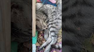 Gatto dormiglione 360catlife gatto short [upl. by Nonad790]