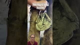 Too big and long hooves Have you ever seen it before idahohorseshoeingschool short horse [upl. by Teeter]