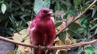 Pompadour cotinga [upl. by Naejeillib]