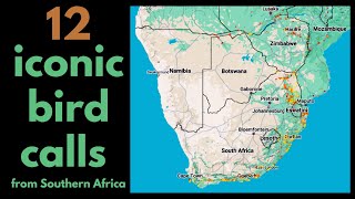 12 ICONIC BIRD CALLS from Southern Africa [upl. by Ennagem694]