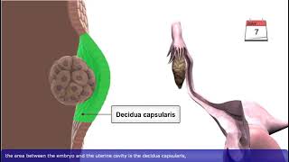 General Embryology Review in 20 minutes [upl. by Emalia]