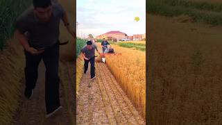 Amazing front mounted reaper machine shorts agriculture china farmer wheat cropmanagement [upl. by Werbel]