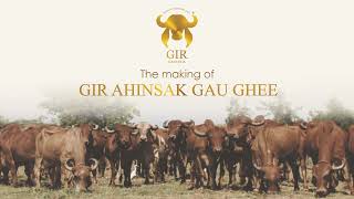 The Making of GIR AHINSAK GAU GHEE  Bansi Gir Gaushala  Gir Gauveda  SOSE  Organic [upl. by Elma]