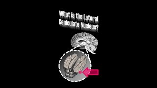 OSSM Neuro Chapter 10  The Lateral Geniculate Nucleus [upl. by Meldon]