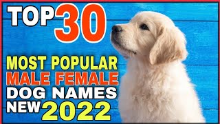 Top 30 Most Popular Dog Name In 2022 । Male Female Dog Names । New Dog Name In Hindi । Pets Vlogger [upl. by Iraam418]