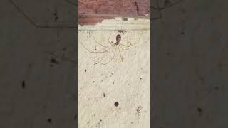 How to identify garden species Cellar Spider Pholcus phalangioides [upl. by Shabbir266]