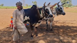 Haliker Bulls pair is sowing the wheet with old wheet sowing drill  Traditional and rural punjab [upl. by Franni172]