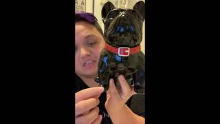 Frenchie Scentsy Warmer [upl. by Fauch]