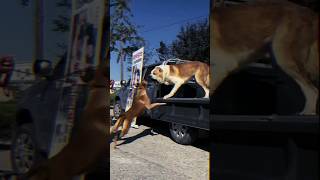 Central Asian Shepherd Dog vs Smaller Breed Dog FaceOffCanine ConfrontationBig vs Small liondog [upl. by Isak]